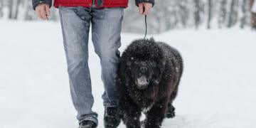 newfoundland dog walking in snow with owner