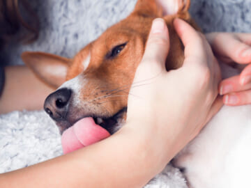 dog licking the forearm of its owner
