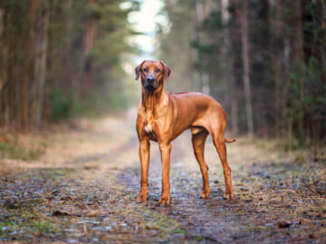 Rhodesian Ridgeback dog standing on pathway in a forest